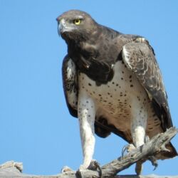 Pembury Tours - Chobe National Park - Botswana - Game Drives - Game Viewing - Birdlife - Birding - Martial Eagle