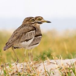 Pembury Tours - Chobe National Park - Botswana - Game Viewing - Game Drives - Birdlife - Birding - Dikkop - Thick knee