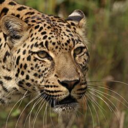 Pembury Tours - The Crags Wildlife Experiences - Tenikwa Wild Cat Sanctuary Tour - Plettenberg Bay - Garden Route - Activities