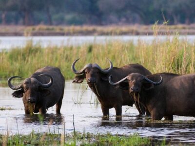 Pembury Tours - Zambezi River - Victoria Falls - River Cruises - Game Viewing - Buffalo