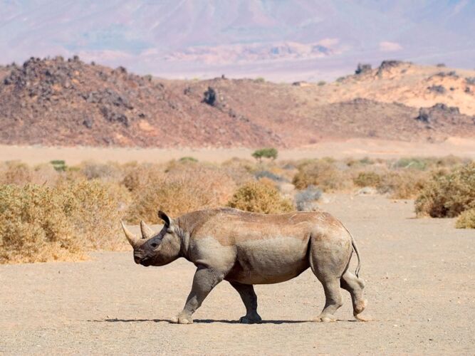 Pembury Tours - Grootberg Lodge - Damaraland - Adventure Activities - Game Viewing - Big Five -Desert Elephant & Rhino Tracking