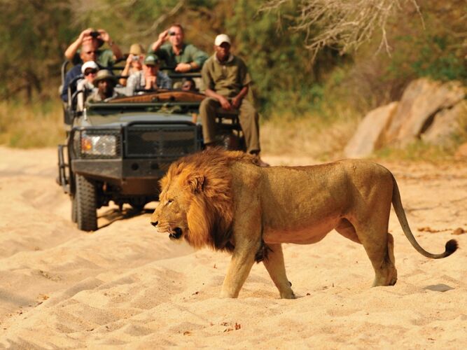 Pembury Tours - Inyati Game Lodge - Sabi Sand Game Reserve - Kruger National Park - Game Viewing - Game Drive - Lion
