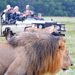 Pembury Tours - Lalibela Game Reserve - Eastern Cape - Malaria Free - Game Viewing - Game Drives - Big Five - Lions