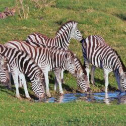 Pembury Tours - Lalibela Game Reserve - Eastern Cape - Malaria Free - Game Viewing - Game Drives - Big Five - Zebra