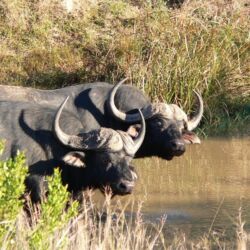 Pembury Tours - Lalibela Game Reserve - Eastern Cape - Malaria Free - Game Viewing - Game Drives - Big Five - Buffalo