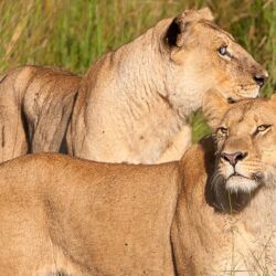 Pembury Tours - Chobe National Park - Game Viewing - Game Drives - Big 5 - Lion