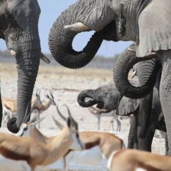 Pembury Tours - Namutoni Resort & Okaukuejo Resort - Etosha National Park - Game Drive - Game Viewing - Wildlife Group