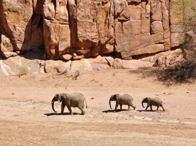 Pembury Tours - Damaraland - Namibia - Wildlife - Game Viewing - Desert Elephants