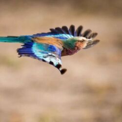 Pembury Tours - Okavango Delta - Botswana - Game Viewing - Game Drives - Birdlife - Birding - Lilac Breasted Roller