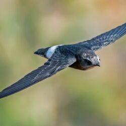 Pembury Tours - Sabi Sand Game Reserve - Kruger National Park - Wildlife Viewing - Game Drives - Bird Life - Bird Viewing - Swallow