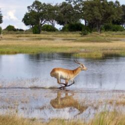 Pembury Tours - Shinde & Kanana Camp - Ker & Downey - Okavango Delta - Botswana - Game Viewing - Game Drives - Lechwe