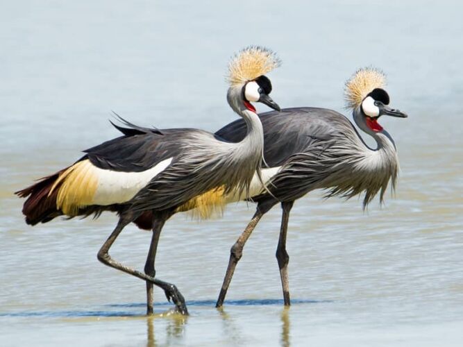 Pembury Tours - Makgadikgadi Pans National Park - Botswana - Game Drives - Game Viewing - Birdlife - Birding