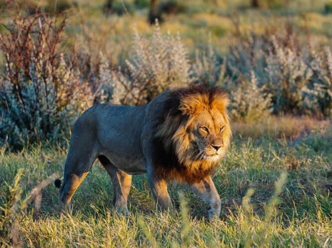 Pembury Tours - Makgadikgadi Pans National Park - Botswana - Game Drives - Game Viewing - Big Five - Lion