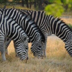 Pembury Tours - Moremi National Park - Botswana - Game Drives - Game Viewing - Zebra