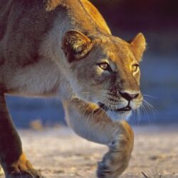 Pembury Tours - Moremi National Park - Botswana - Game Drives - Game Viewing - Lion