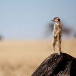 Pembury Tours - Central Kalahari Game Reserve - Botswana - Game Drives - Game Viewing - Meerkat