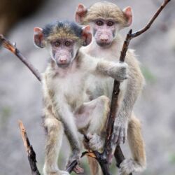 Pembury Tours - Moremi National Park - Botswana - Game Drives - Game Viewing - Baboon
