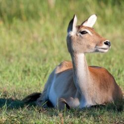 Pembury Tours - Moremi National Park - Botswana - Game Drives - Game Viewing - Lechwe