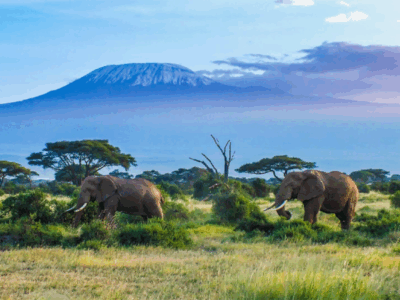 Pembury Tours - Amboseli National Park - Elephants