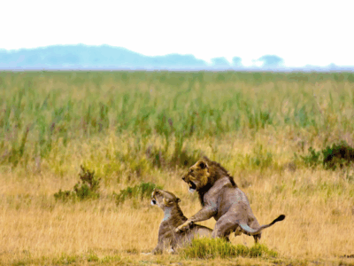 Pembury Tours - Amboseli - Lions