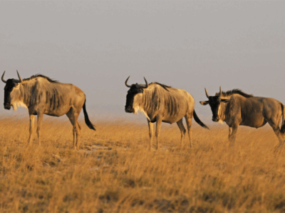 Pembury Tours - Kenya - Amboseli National Park - Wildebeest