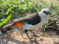 Pembury Tours - Buffalo Weaver - Eating