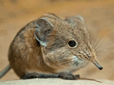 Pembury Tours - Elephant Shrew - Big