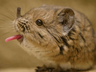 Pembury Tours - Elephant Shrew
