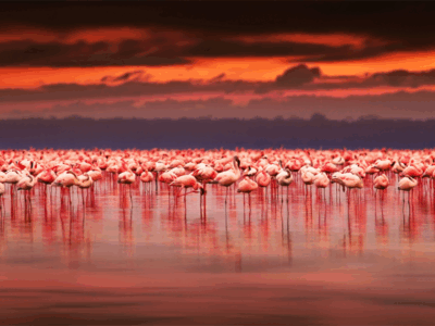 Pembury Tours - Kenya - Flamingos