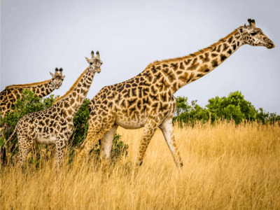 Pembury Tours - Kenya - Giraffe