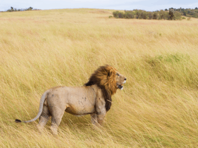 Pembury Tours - Kenya - Lion