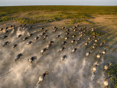 Pembury Tours - Kenya - Wildebeest