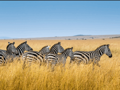 Pembury Tours - Kenya - Zebra