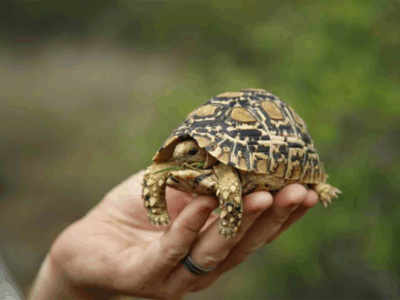 Pembury Tours - Leopard Tortoise - Baby