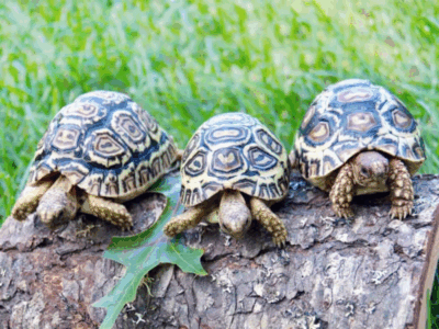Pembury Tours - Leopard Tortoise