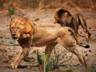 lower Zambezi, lions