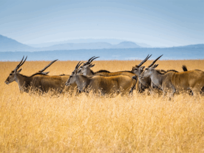 Pembury Tours - Maasai Mara - Buck