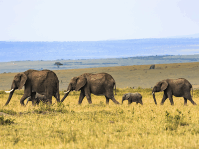 Pembury Tours - Maasai Mara - Elephants