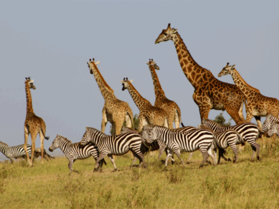 Pembury Tours - Maasai Mara - Giraffe & Zebra