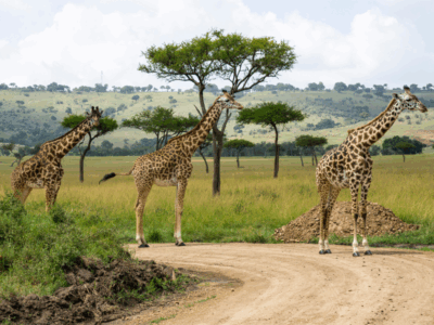 Pembury Tours - Maasai Mara - Giraffe