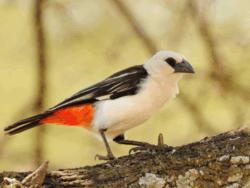 Pembury Tours - White-Headed Buffalo Weaver