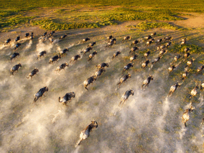 Pembury Tours - Wildebeest Migration