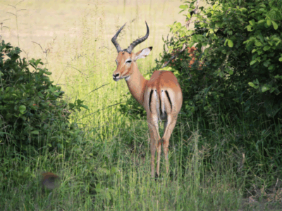 Pembury Tours-Zambia-South Luangwa-Buck