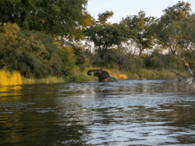Pembury Tours-Zambia-South Luangwa-Elephant