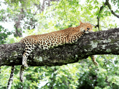 Pembury Tours-Zambia-South Luangwa-Leopard