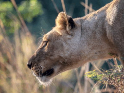 Pembury Tours-Zambia-South Luangwa-Lion