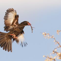 Pembury Tours - Kruger National Park - Satara Rest Camp - South Africa - Self Drive Safari - Game Viewing - Game Drive - Birdlife - Birding - Red Billed Buffalo Weaver