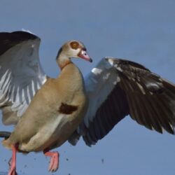 Pembury Tours - Sabi Sand Game Reserve - Kruger National Park - Wildlife Viewing - Game Drives - Bird Life - Bird Viewing - Egyptian Goose