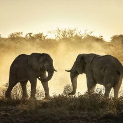 Pembury Tours - Shinde & Kanana Camp - Ker & Downey - Okavango Delta - Botswana - Game Viewing - Game Drives - Big Five - Elephant