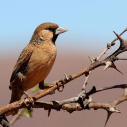 Pembury Tours - Central Kalahari Game Reserve - Botswana - Game Drives - Game Viewing - Birding - Birdlife - Sociable Weaver